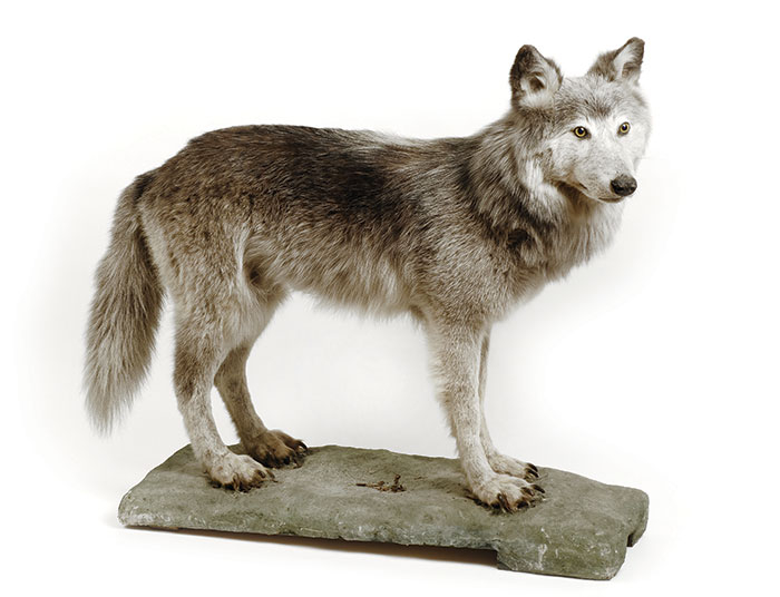 Le Loup